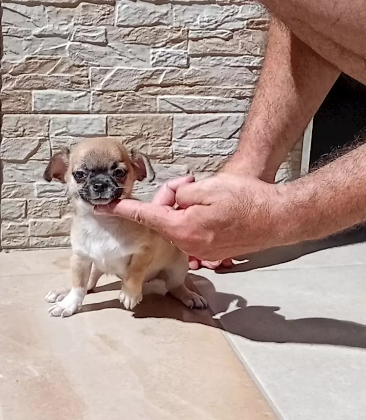 Foto 2Cucciole di Razza Chihuahua toy