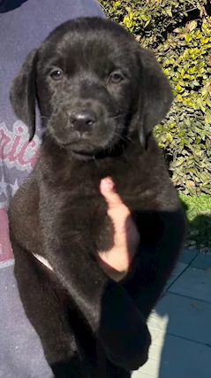 Cuccioli di Labrador Retriever