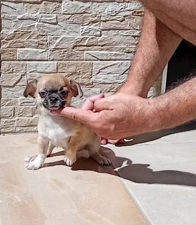 Cucciole di Razza Chihuahua toy - Anteprima 2