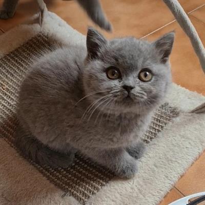 Cuccioli Razza British Shorthair - Anteprima 1