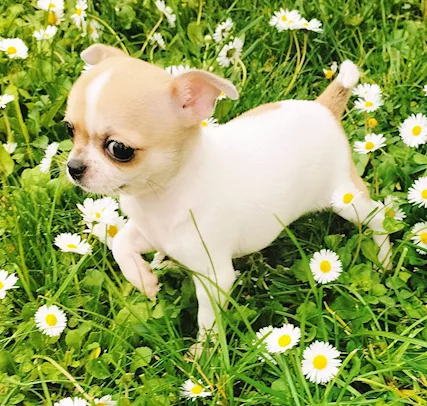 Chihuahua toy da borsetta