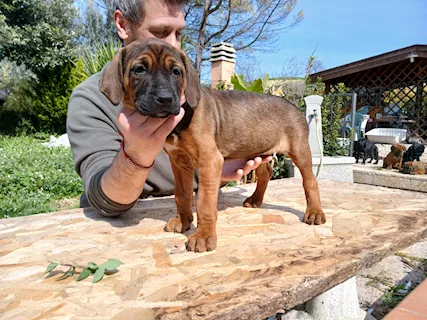 Cuccioli di Tosa - Mastini Giapponesi - Foto 3