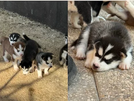 Cuccioli di Siberian Husky