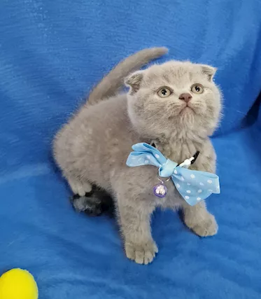 Scottish fold e straight - Foto 3