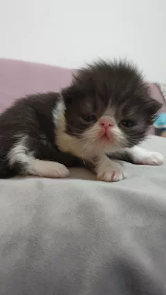 Cuccioli persiani ipertipici - Foto 6