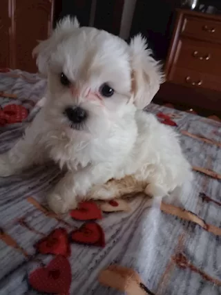 Cuccioli Maltese toy