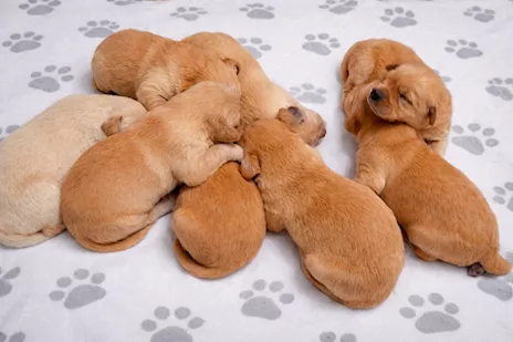 Cuccioli di Golden Retriever