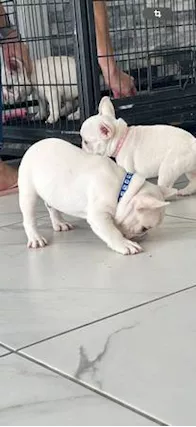 Cuccioli di Razza bulldog francese - Foto 2
