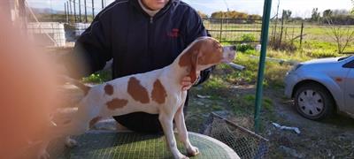 5 Cuccioli di pointer inglesi - Foto 6