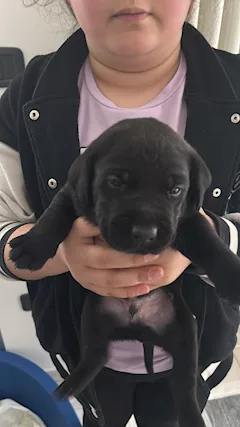 Cuccioli Razza Labrador - Foto 4