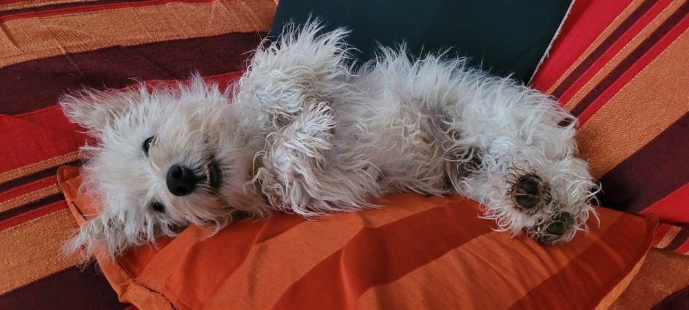 Foto 4 Cucciola di 8 mesi razza Il West Highland White Terrier