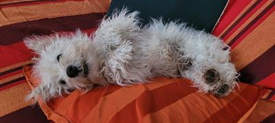 Cucciola di 8 mesi razza Il West Highland White Terrier - Foto 4