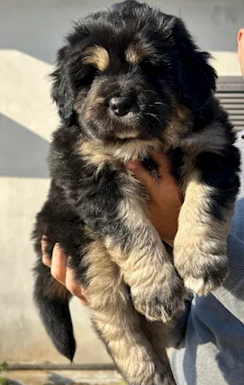 Tibetan Mastiff