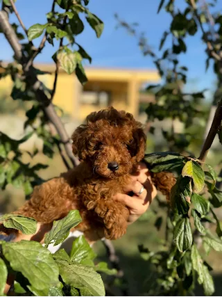 Barboncino toy red