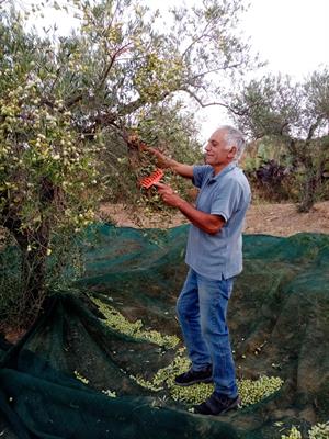 Vendita olio evo