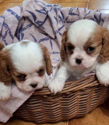 Cucciolo cavalier King
