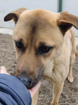 Paperino cane curiosone con mantello fulvo, un pò schivo, taglia media - Foto 4