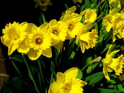 Fiori recisi di calle, iris, narcisi, forsizia, ecc