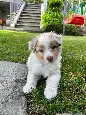 Cuccioli di Razza Pastore Australiano - Foto 2