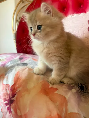 Cuccioli di British con pedigree