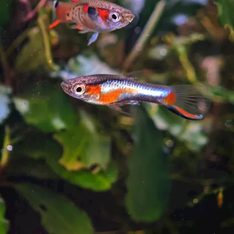 PESCI TROPICALI: Poecilia Wingei Campoma 47/51, O F F E RT A