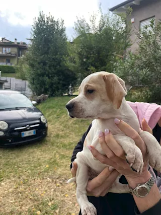 Cuccioli pointer