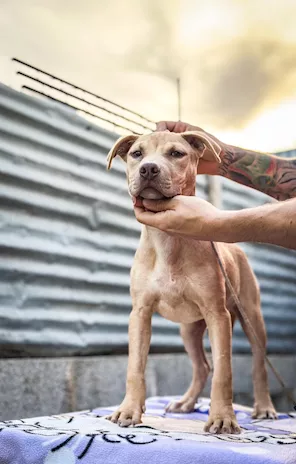 American Pit Bull Terrier