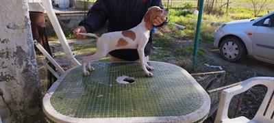 5 Cuccioli di pointer inglesi - Foto 2