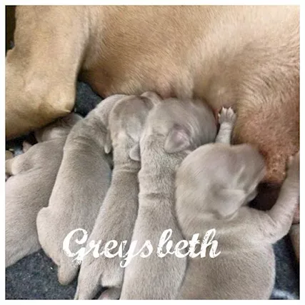 Weimaraner