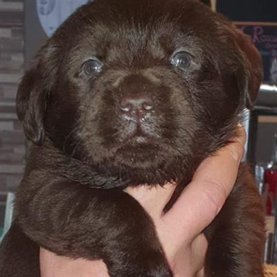 Labrador choccolat cuccioli
