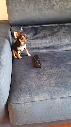 Chihuahua teacup
