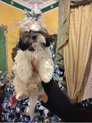 Cucciola di Shitzu, prezzo trattabile - Anteprima 1
