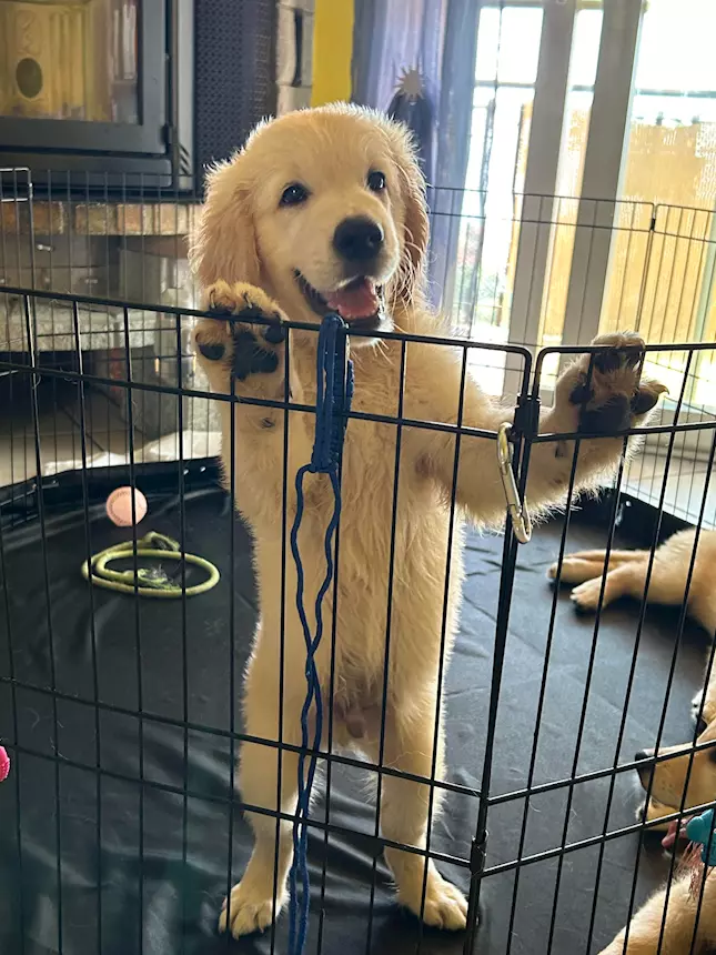 Foto 4Cucciolata Razza Golden Retriever Top