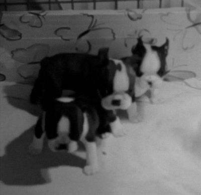 Boston Terrier cuccioli