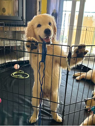 Cucciolata Razza Golden Retriever Top - Anteprima 4