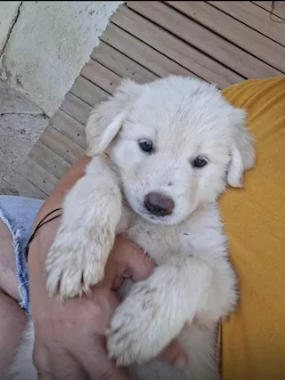 Eros ed Erica cuccioli simil labrador ma più belli, taglia media - Foto 3