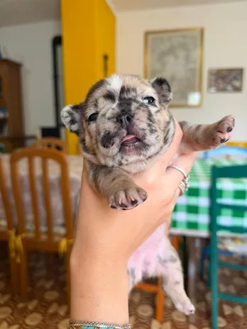 Bulldog Francese
