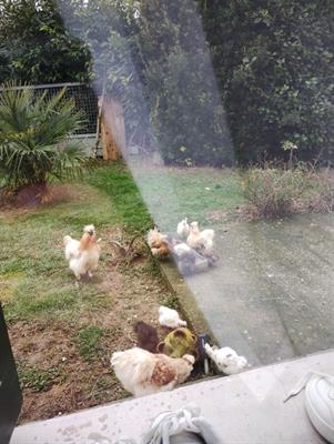 Cedo n 4 di 7 pulcini di morbosità