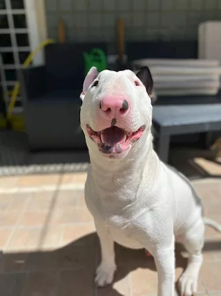 Bull terrier maschio in cerca di femmina