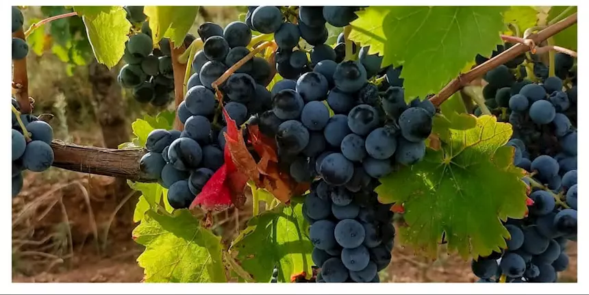 Aglianico del Vulture