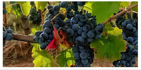 Aglianico del Vulture