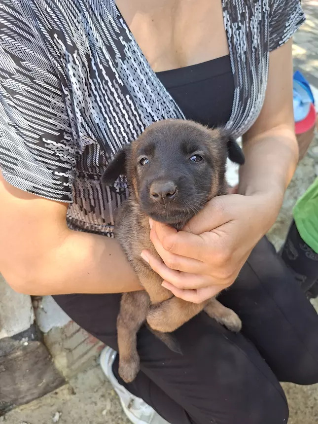 Foto 2Cuccioli di Pastore Belga Malinois