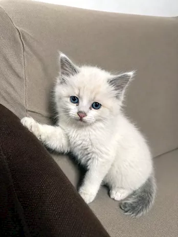 Gattino - Cucciolo di 90 giorni in buona salute.