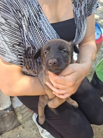 Cuccioli di Pastore Belga Malinois - Anteprima 2