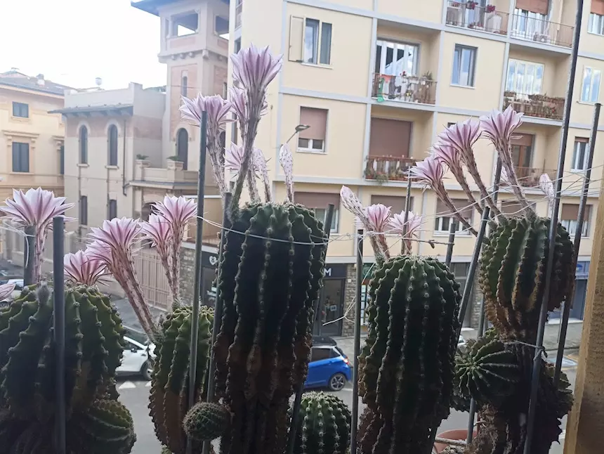 Cactus Equinopsis multi fiori continui profumati