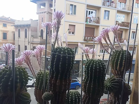 Cactus Equinopsis multi fiori continui profumati - Anteprima 1