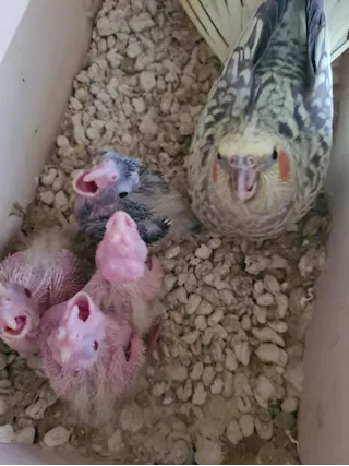 Gabbia - Pappagalli, Volatili in vendita - AAAnnunci