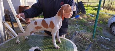 5 Cuccioli di pointer inglesi - Foto 4