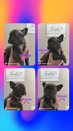 Cuccioli di bulldog francese