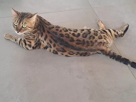 Gatta Bengala